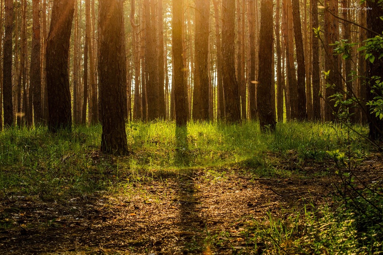 forest, ecology, tree, magic, story, leaves, bark, bewitched, nature rejoices, forest, forest, forest, forest, forest, nature, ecology, ecology, magic, bewitched, bewitched, bewitched, bewitched